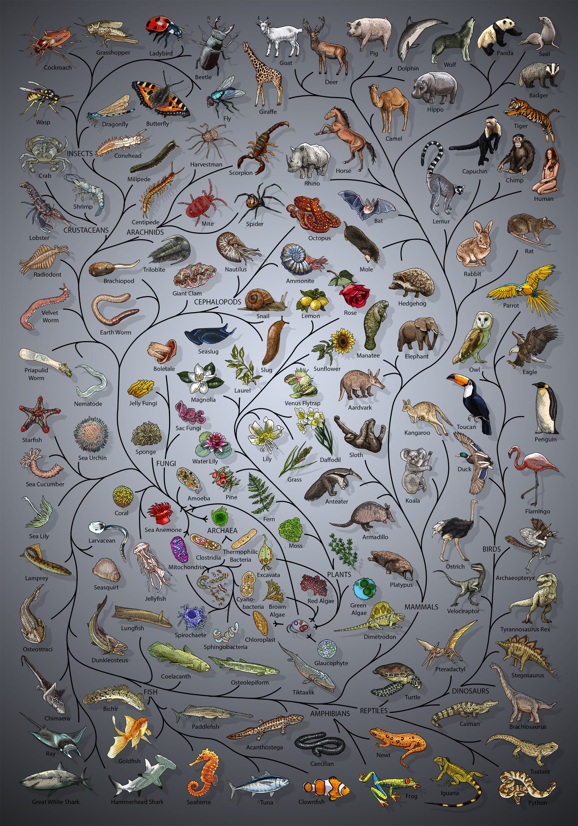 Evolution tree of life poster