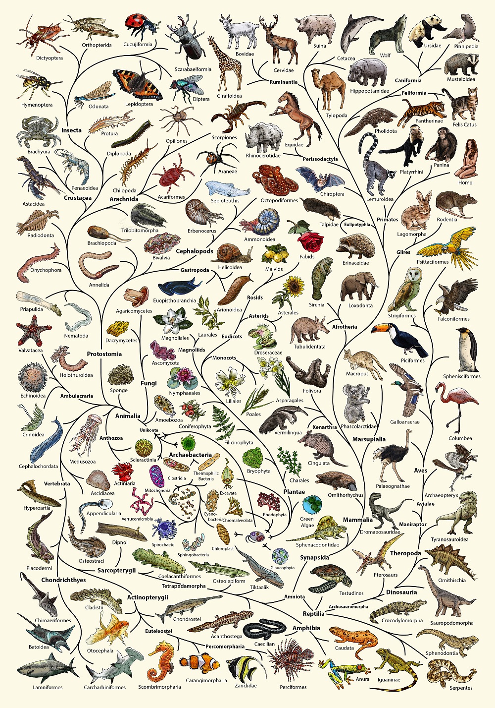 Evolution tree of life poster